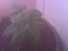 IMG00393.jpg