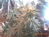plant 001.jpg
