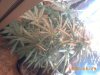 plant 002.jpg