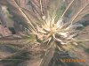 plant 003.jpg