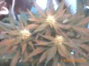 plant 004.jpg