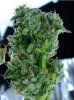 lastbuds.PNG