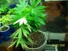 420 554 (Large).jpg