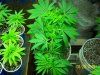 420 555 (Large).jpg