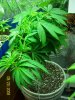 420 556 (Large).jpg