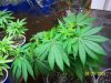 420 557 (Large).jpg