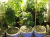 420 562 (Large).jpg
