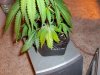 august2008 015.jpg