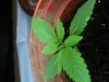 cannabisplant.jpg