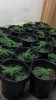 2012-03-18_Day after transplant into 1 gal.jpg 2012-03-18_Day after transplant into 1 gal.jpg