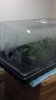 2012-03-18_Skywalker clones still in dome.jpg 2012-03-18_Skywalker clones still in dome.jpg