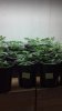 2012-03-31_2 full weeks in pots.jpg 2012-03-31_2 full weeks in pots.jpg