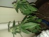 IMG_20120416_213202.jpg