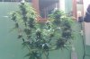 IMAG0108.jpg IMAG0108.jpg