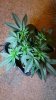 WW 5WEEKS-4.jpg
