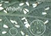 whitefly-lg.jpg
