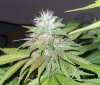 April 17 2012 055.jpg