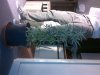 IMG-20120414-00443.jpg IMG-20120414-00443.jpg