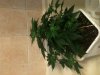 day40blflower.jpg