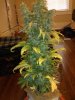 RRF #2 - Pre Trim.jpg RRF #2 - Pre Trim.jpg