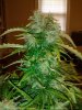 RRF #3 - Closeup.jpg RRF #3 - Closeup.jpg