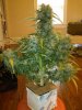 RRF #3 - Pre Trim.jpg RRF #3 - Pre Trim.jpg
