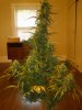 RRF #4 - Pre Trim.jpg RRF #4 - Pre Trim.jpg