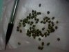 IMG0327A.jpg