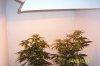 100_1407_2.JPG