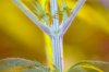 Close up day 20.jpg