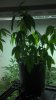 2012-04-19_droopyOG.jpg 2012-04-19_droopyOG.jpg