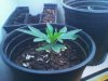 IMG_20120420_112406.jpeg