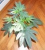 04 20 sour kush top shot.JPG