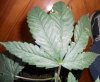04 20 sour kush close up fan leave.jpg
