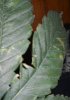 04 20 sour kush fan leave macro.JPG