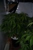DSC03310.jpg