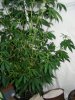 DSC05816.jpg