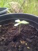 growbaby1.jpg