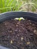 growbaby2.jpg