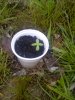 growcup1.jpg