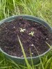 growpot2.jpg