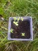 growtray1.jpg