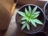 IMG_20120422_131100.jpeg
