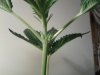 IMG_20120422_163659.jpg