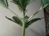 IMG_20120422_163654.jpg