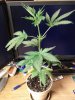 IMG_20120422_163806.jpg