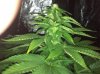Flower Day 25 (Week 3 (4).jpg