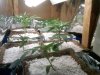 plants 1.jpg