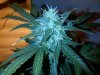 Black Jack auto day 52 (2).jpg