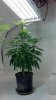 2012-04-23_15-51-27_906.jpg